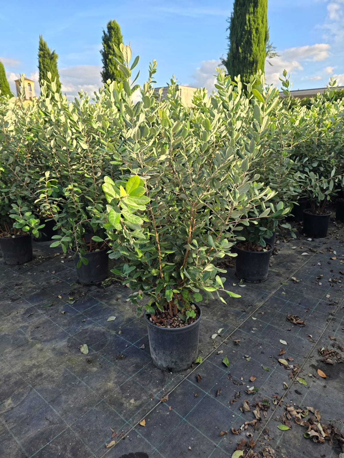 Goyavier du Brésil en touffe (Feijoa Sellowiana) - Image 7
