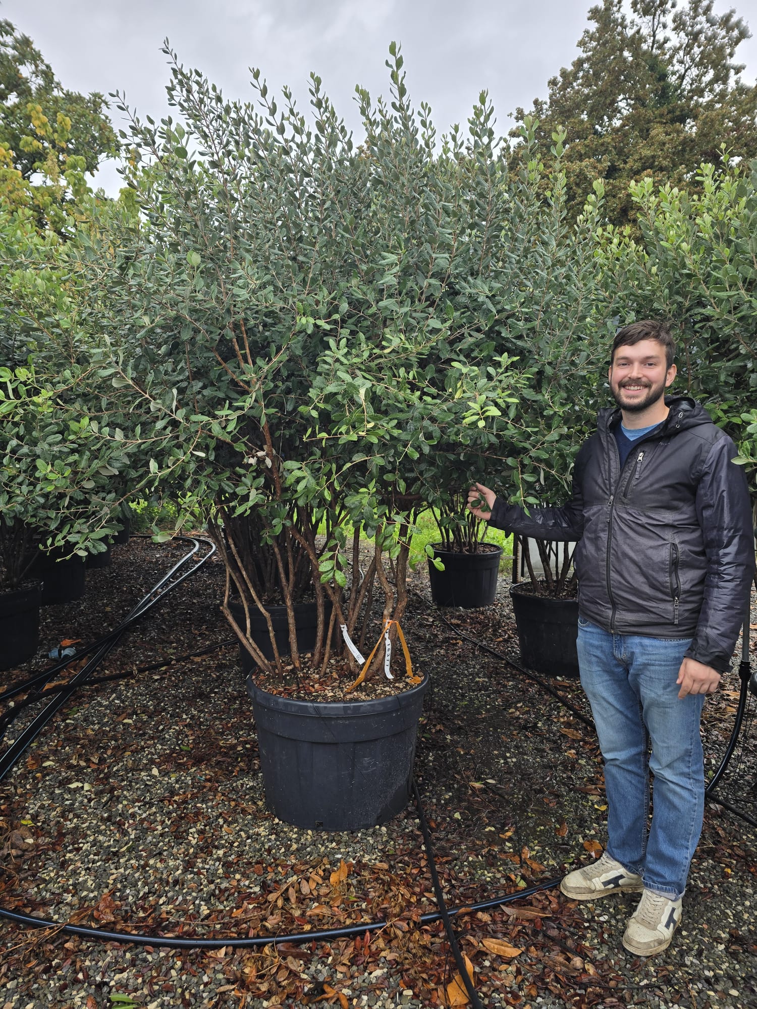 Goyavier du Brésil en touffe (Feijoa Sellowiana) - Image 8