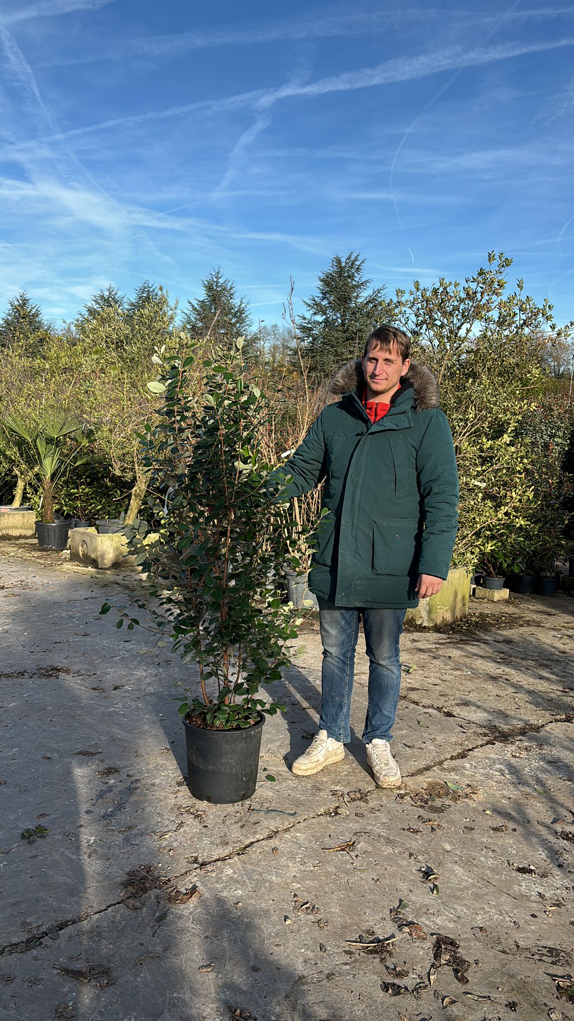 Goyavier du Brésil en touffe (Feijoa Sellowiana) - Image 9