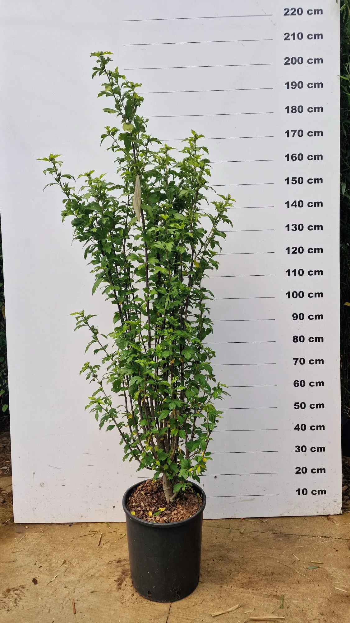 Hibiscus en touffe (Hibiscus syriacus) - Image 10