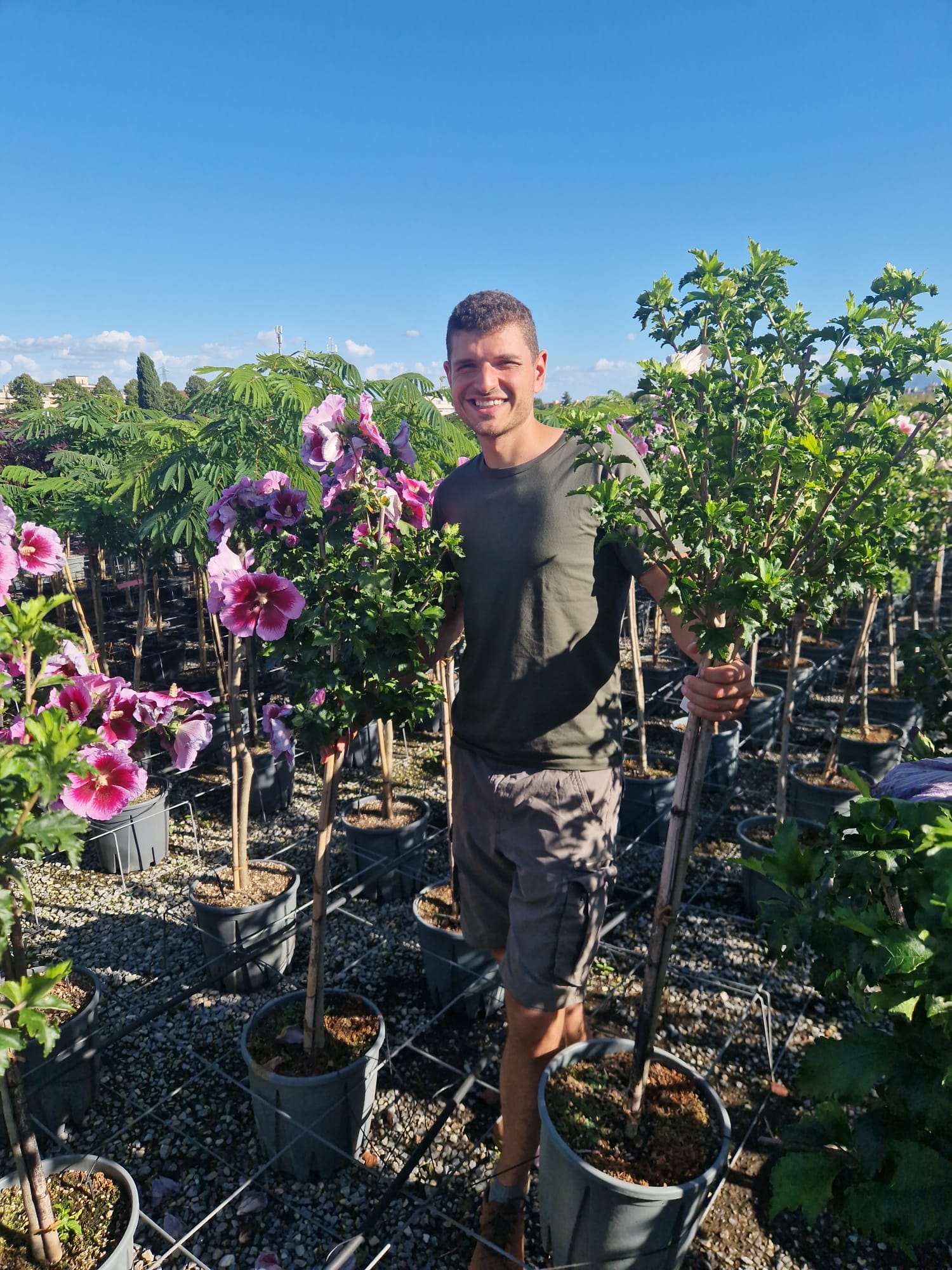 Hibiscus en touffe (Hibiscus syriacus) - Image 11