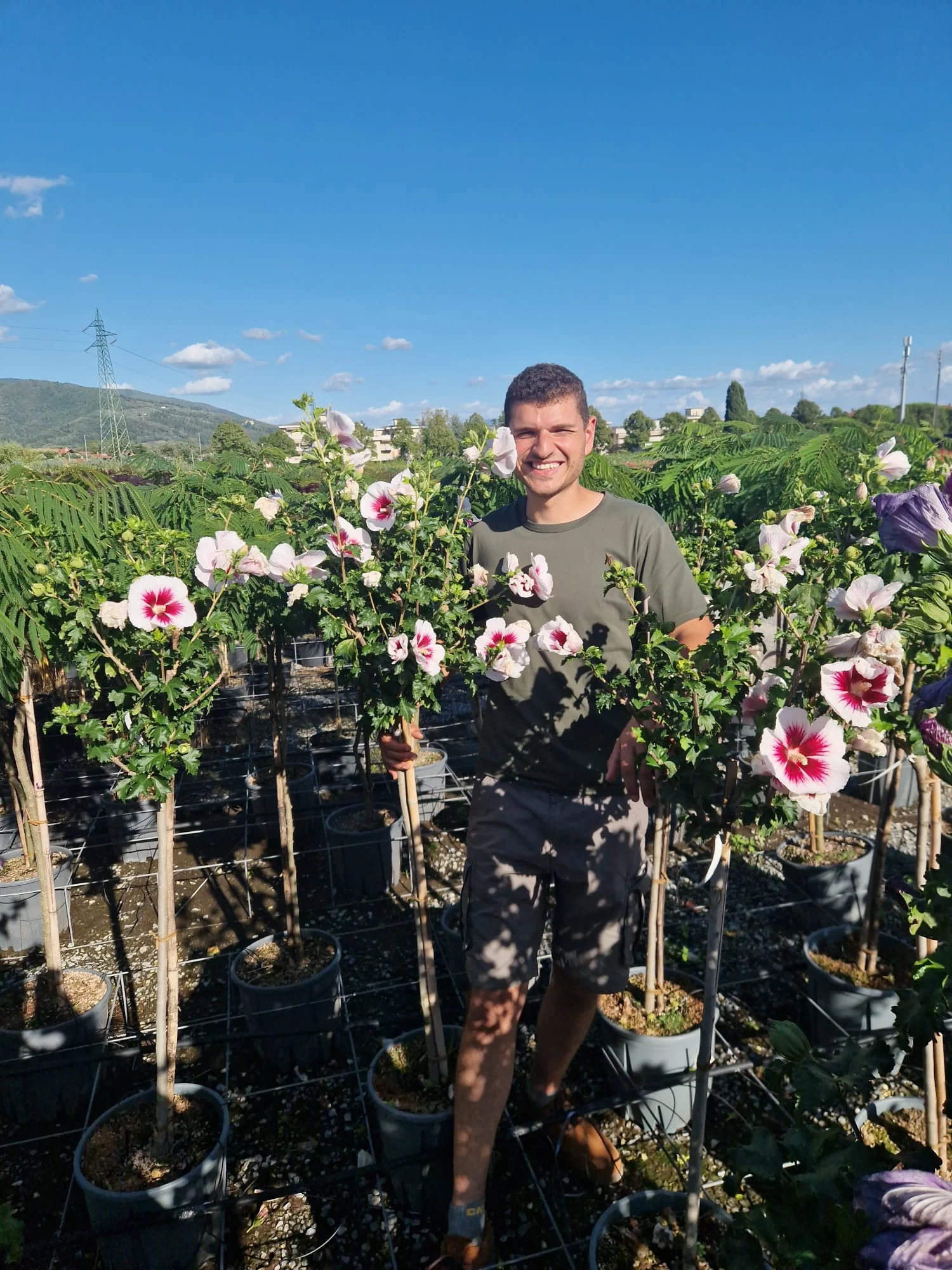 Hibiscus en touffe (Hibiscus syriacus) - Image 12