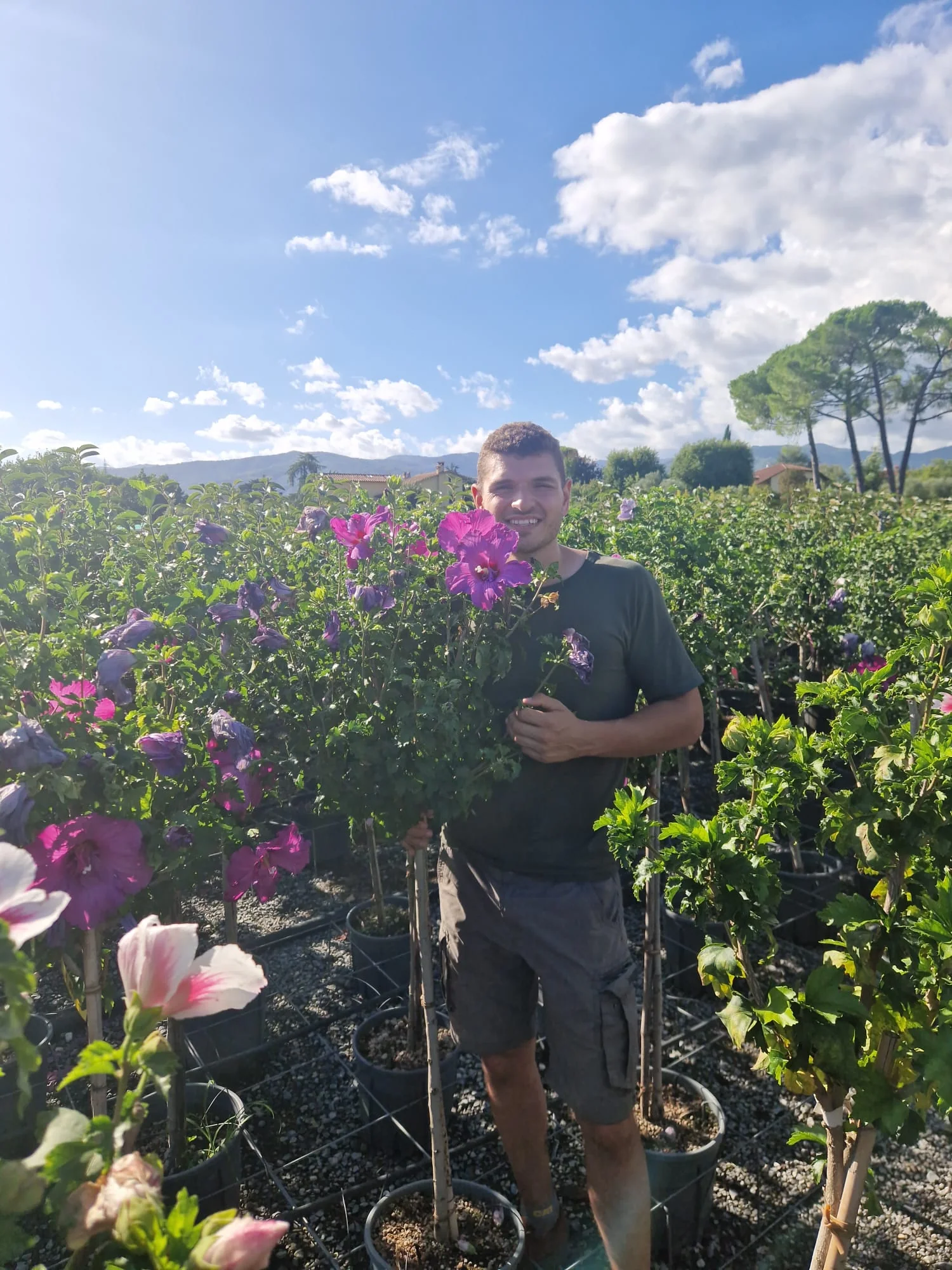 Hibiscus en touffe (Hibiscus syriacus) - Image 13