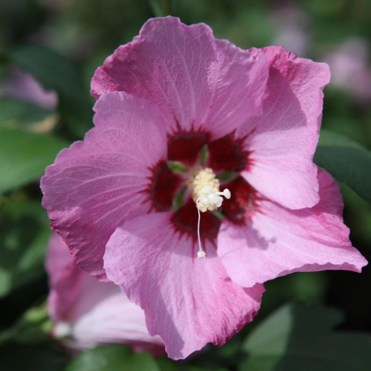 Hibiscus en touffe (Hibiscus syriacus) - Image 6
