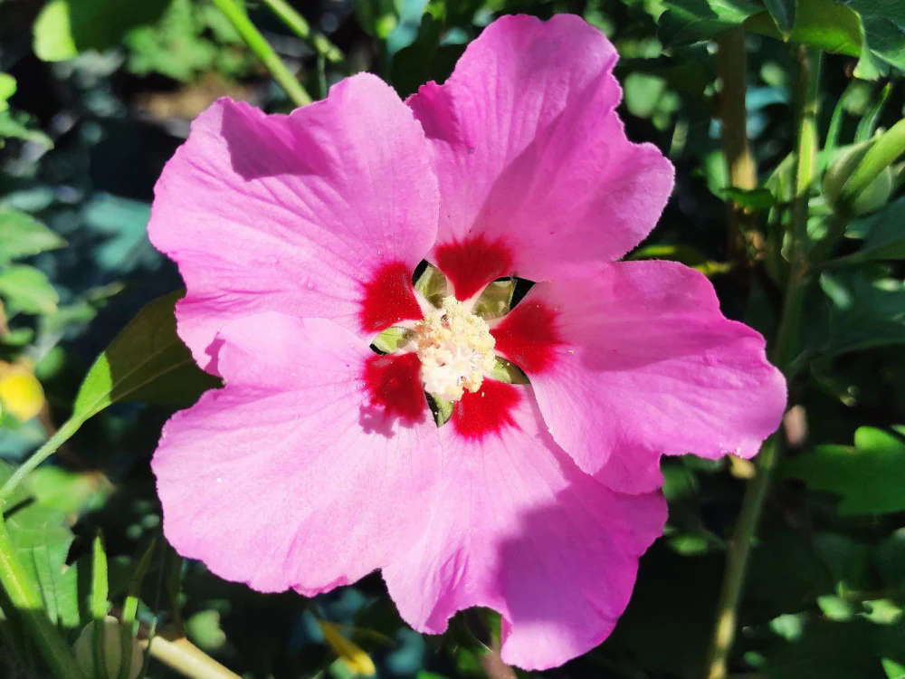 Hibiscus en touffe (Hibiscus syriacus) - Image 7
