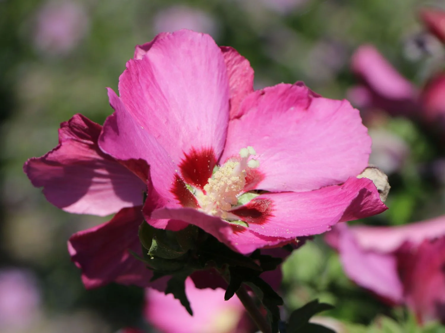 Hibiscus en touffe (Hibiscus syriacus) - Image 8