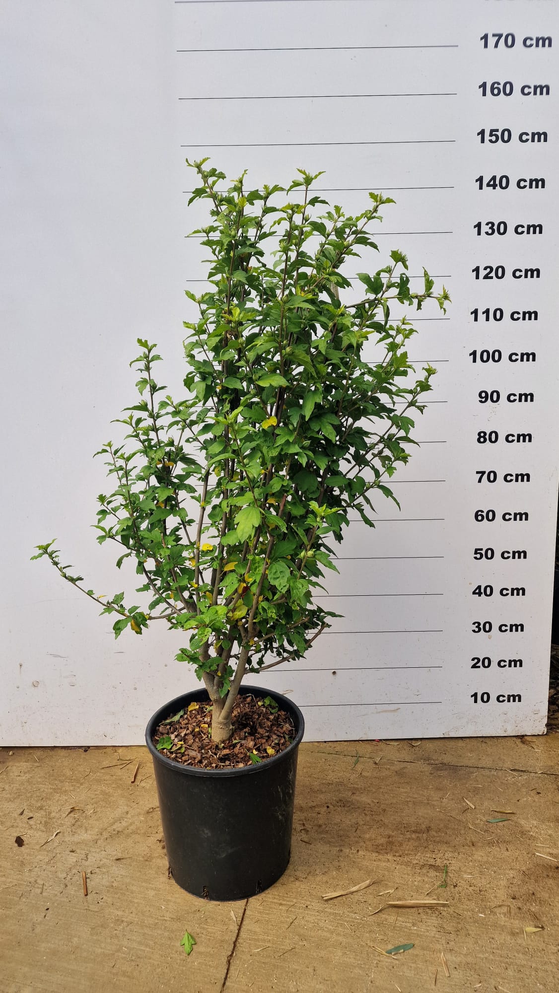 Hibiscus en touffe (Hibiscus syriacus) - Image 9