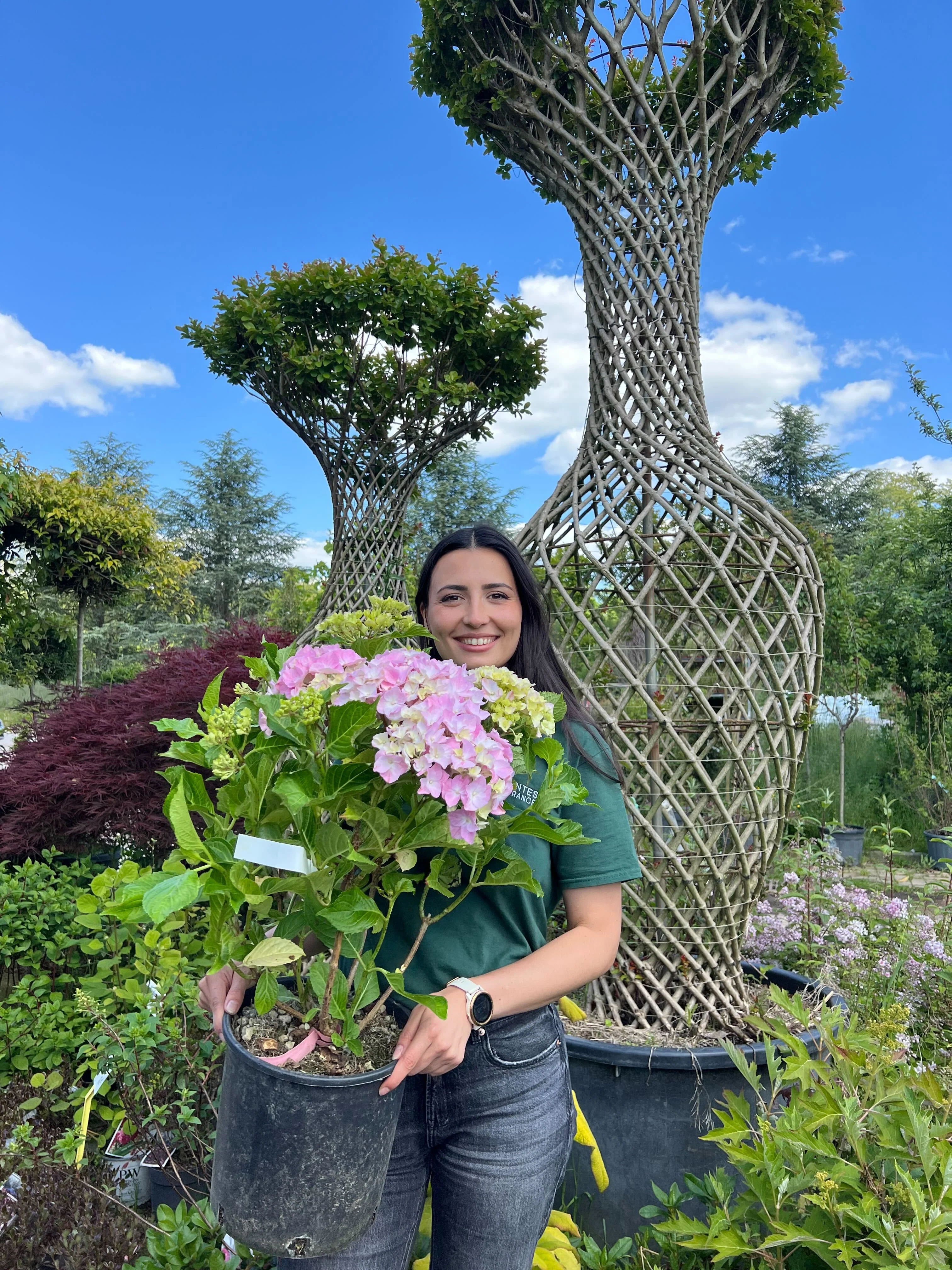 Hortensia (Hydrangea macrophylla) - Image 10