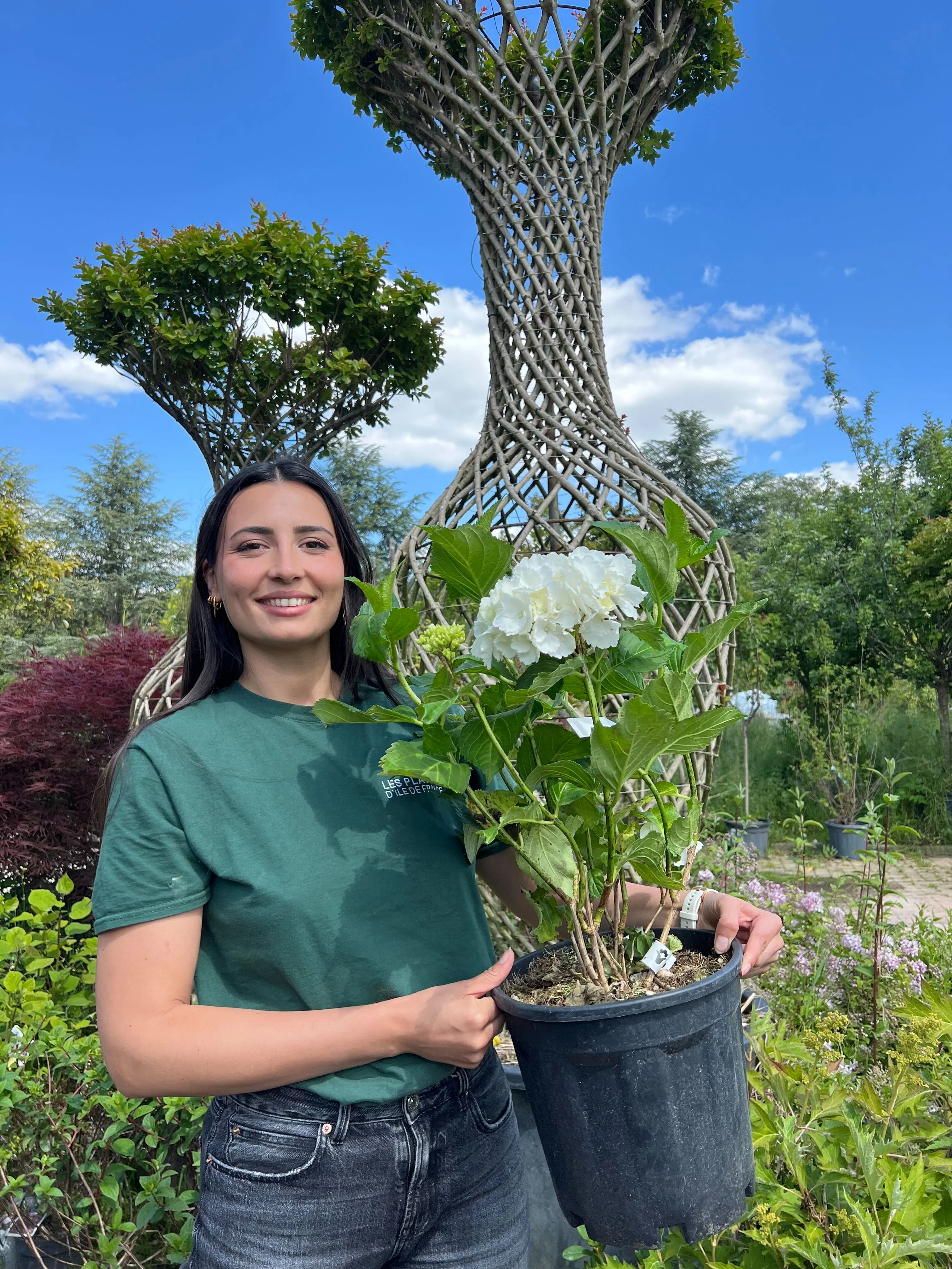 Hortensia (Hydrangea macrophylla) - Image 11