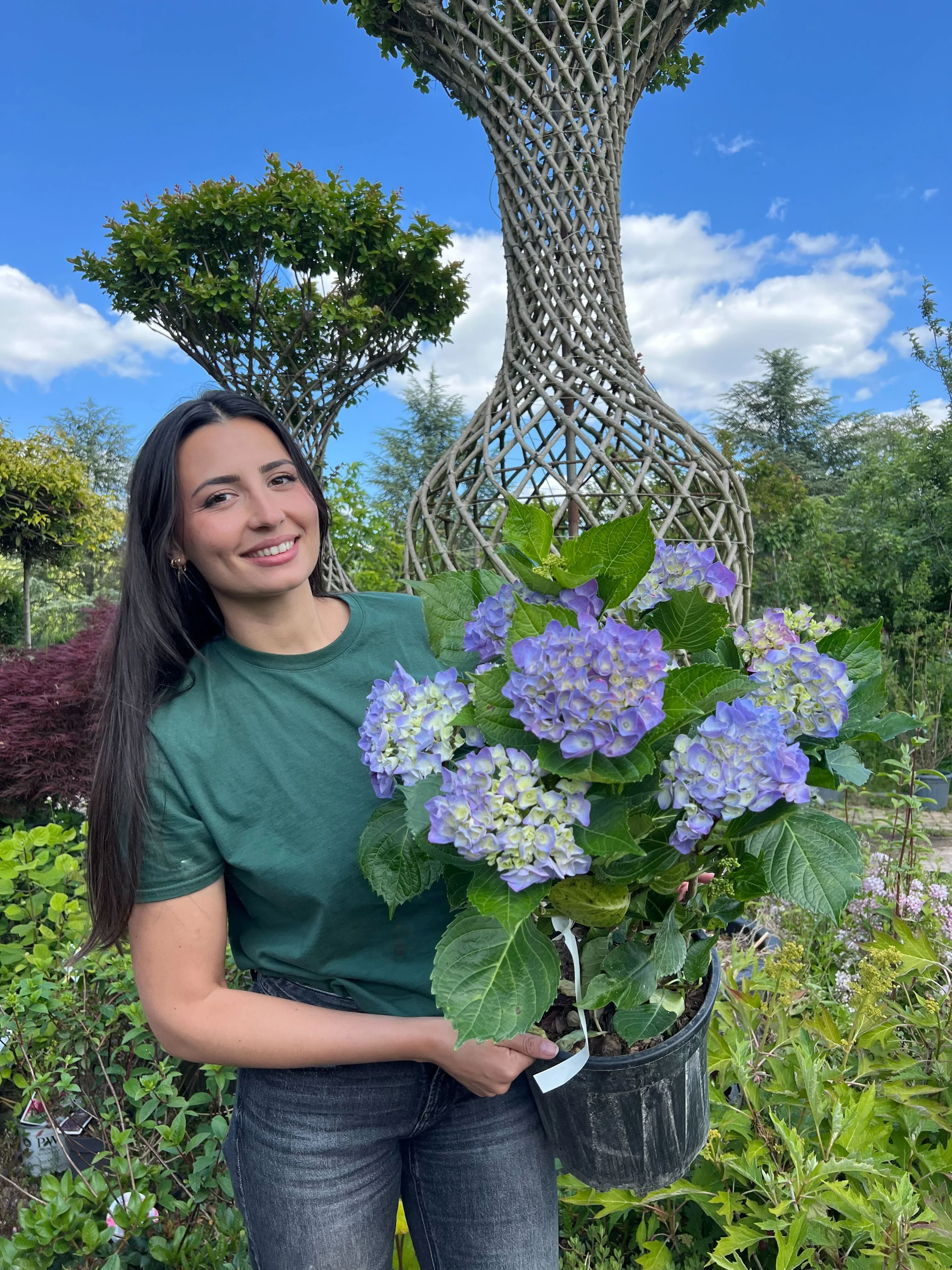 Hortensia (Hydrangea macrophylla) - Image 12