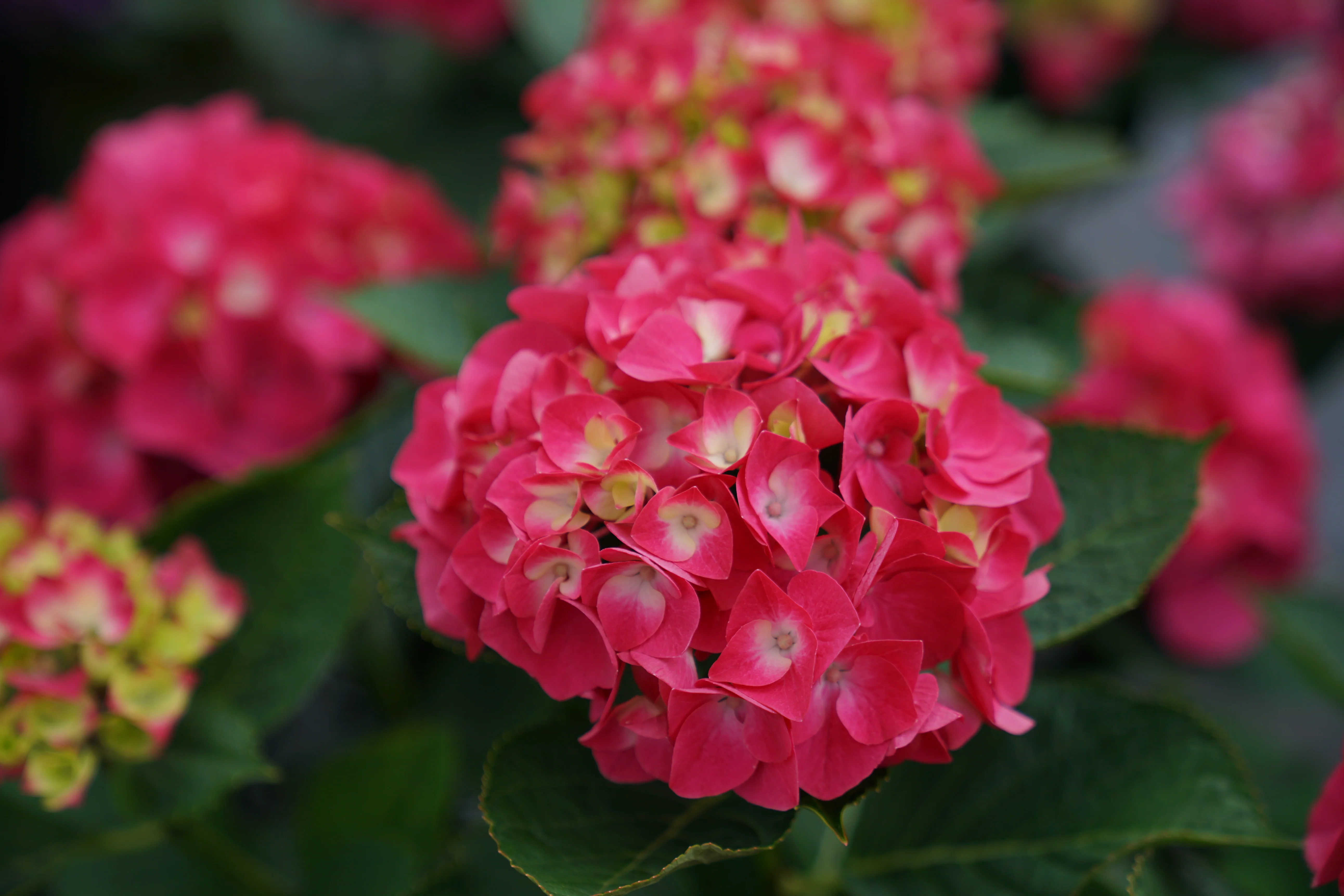 Hortensia (Hydrangea macrophylla) - Image 13