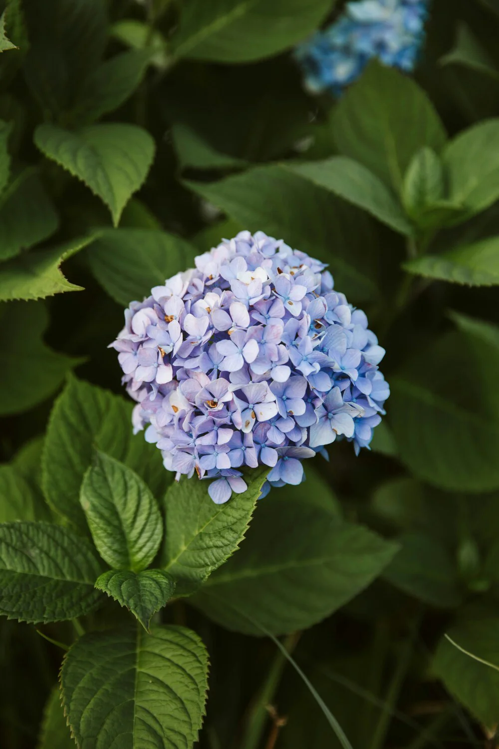 Hortensia (Hydrangea macrophylla) - Image 15