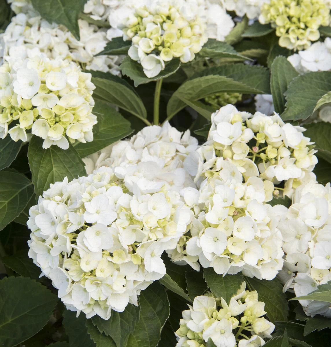 Hortensia (Hydrangea macrophylla) - Image 3