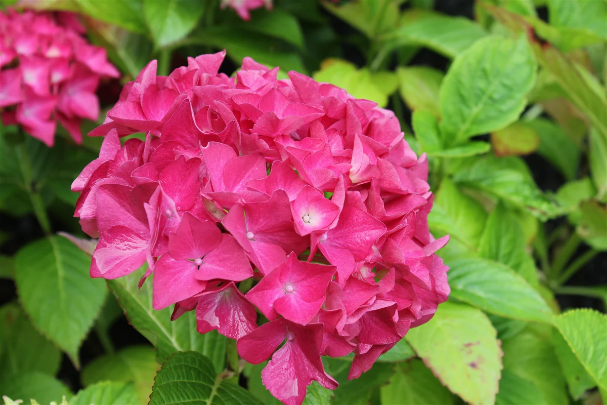 Hortensia (Hydrangea macrophylla) - Image 4