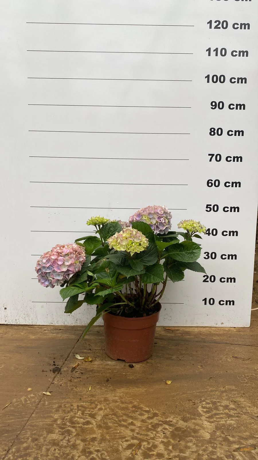 Hortensia (Hydrangea macrophylla) - Image 5