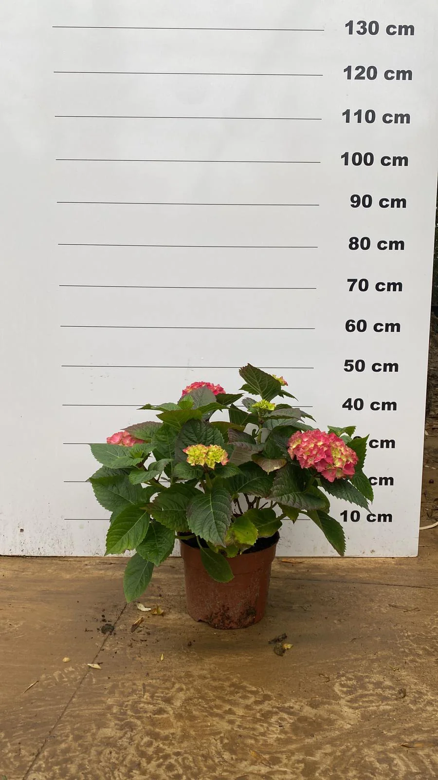 Hortensia (Hydrangea macrophylla) - Image 6