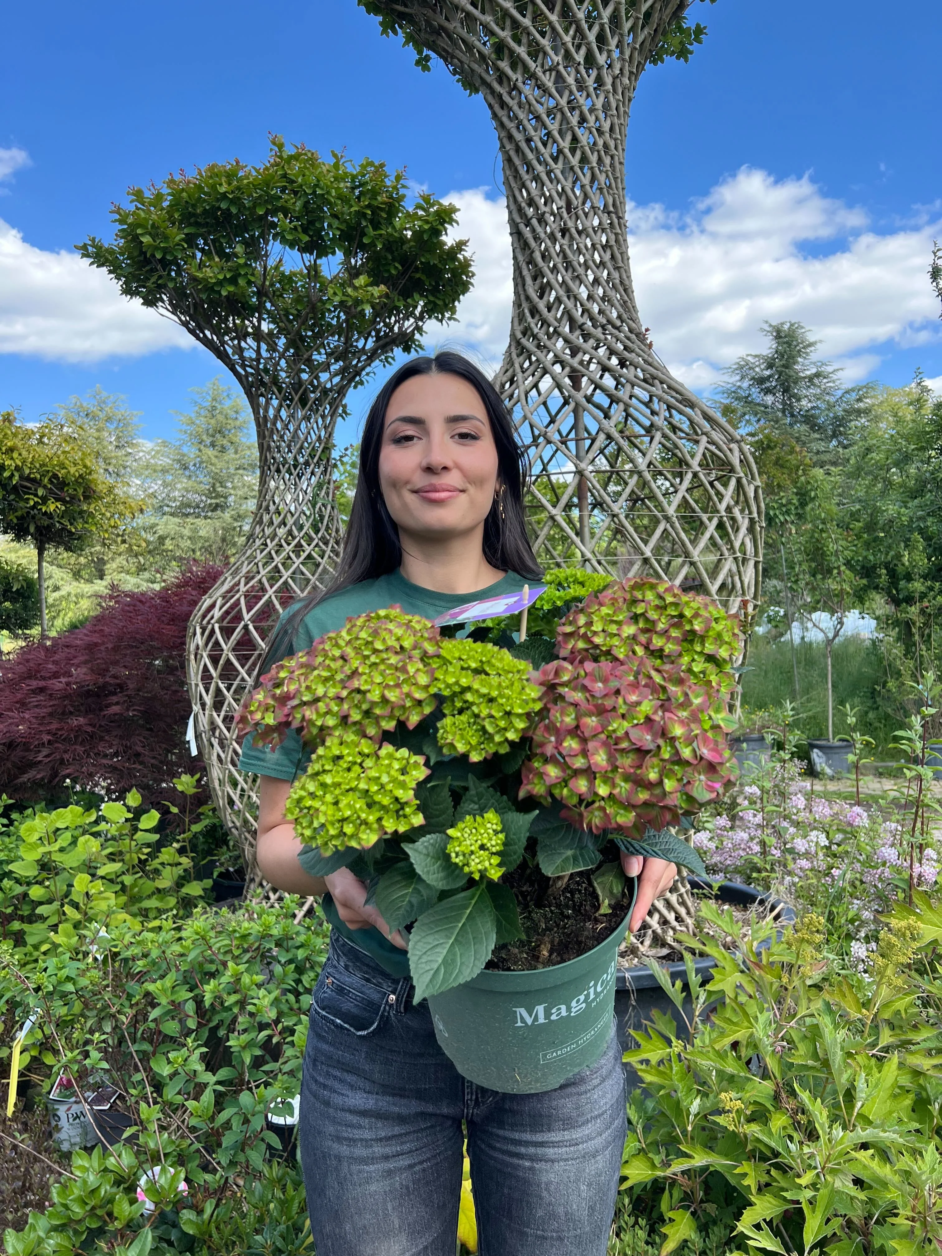 Hortensia (Hydrangea macrophylla) - Image 9