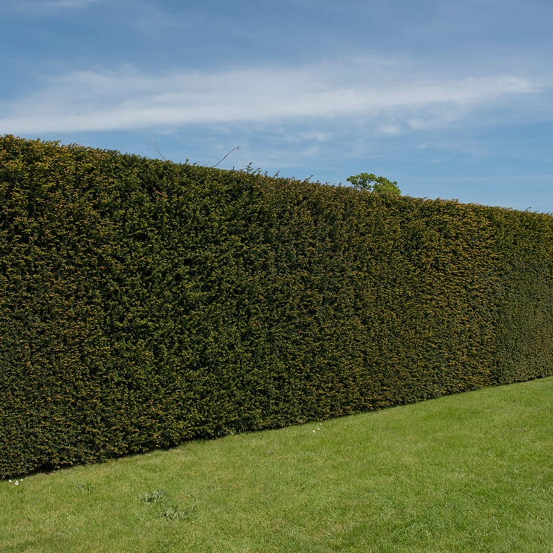 If Commun (Taxus Baccata) - Image 3