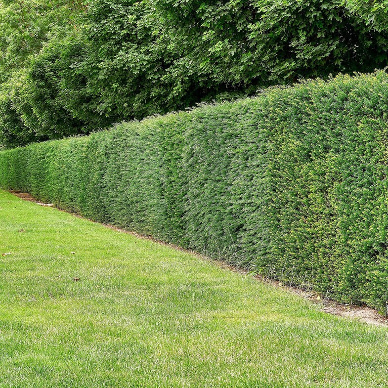 If Commun (Taxus Baccata) - Image 4