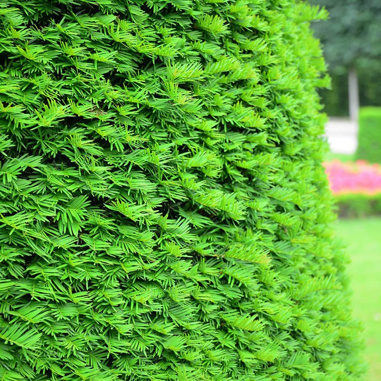 If Commun (Taxus Baccata) - Image 5