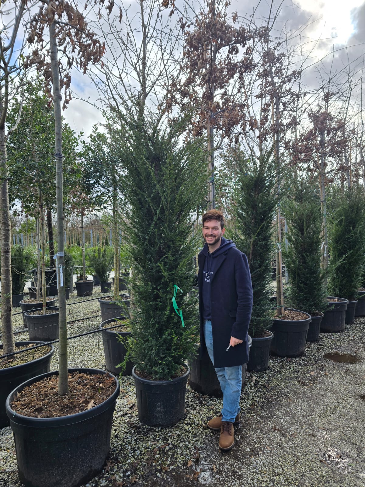 If Commun (Taxus Baccata) - Image 6