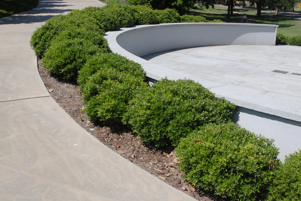 Houx Crénelé en touffe (Ilex Crenata) - Image 4
