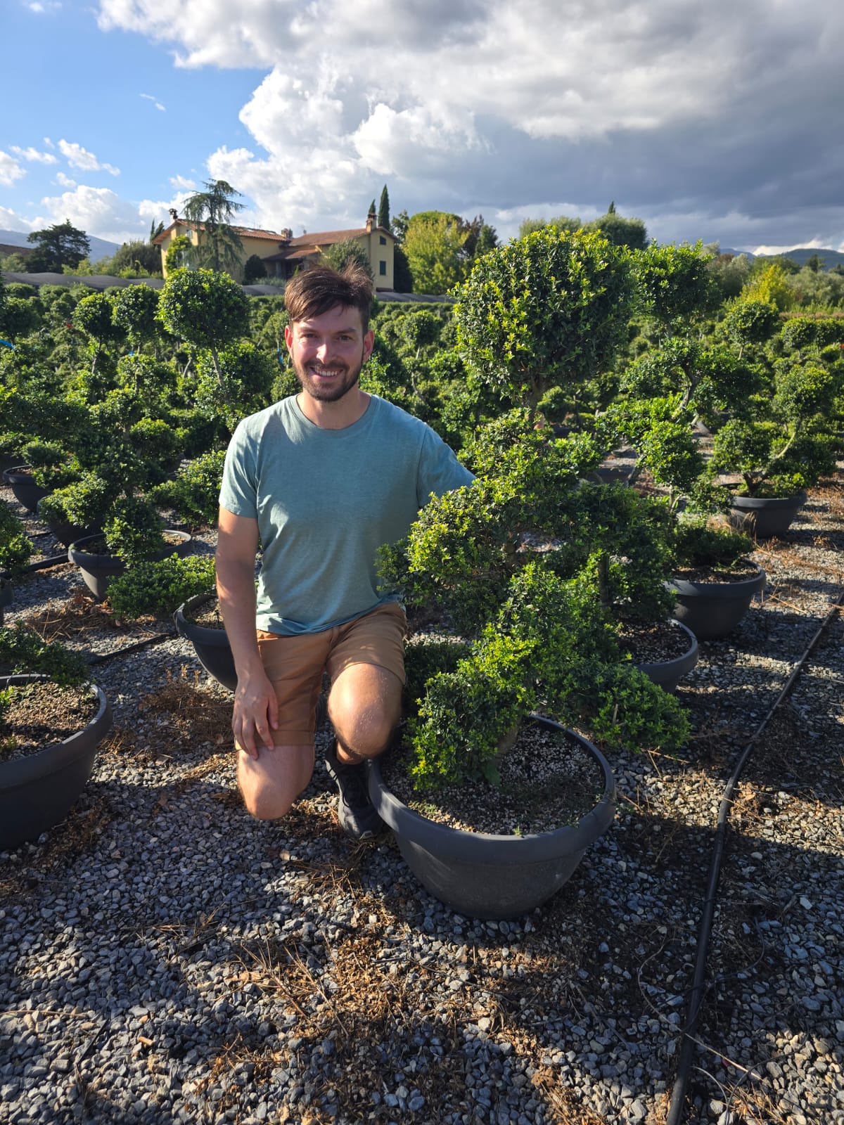 Houx Crénelé en touffe (Ilex Crenata) - Image 5