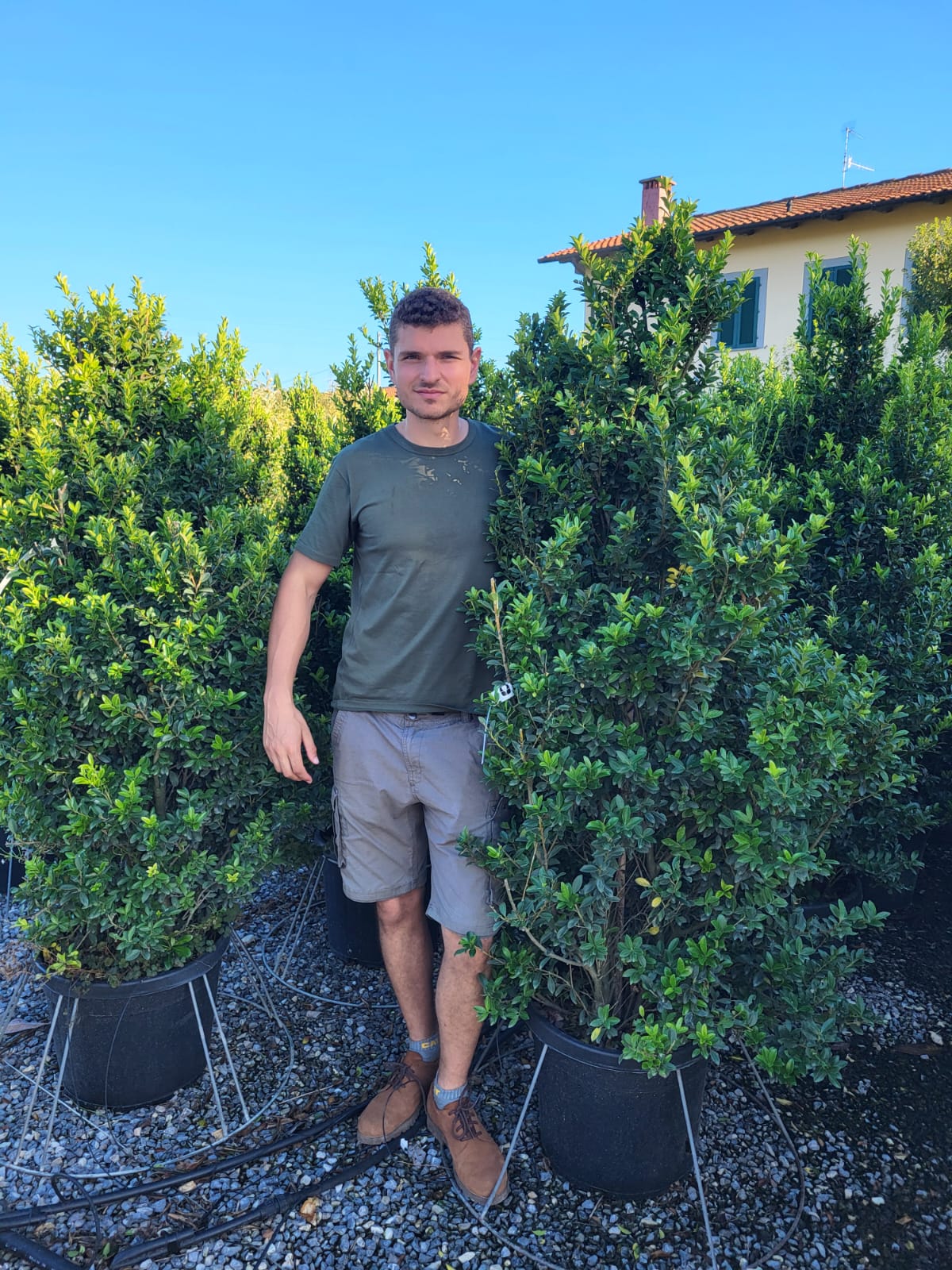 Houx Crénelé en touffe (Ilex Crenata) - Image 6