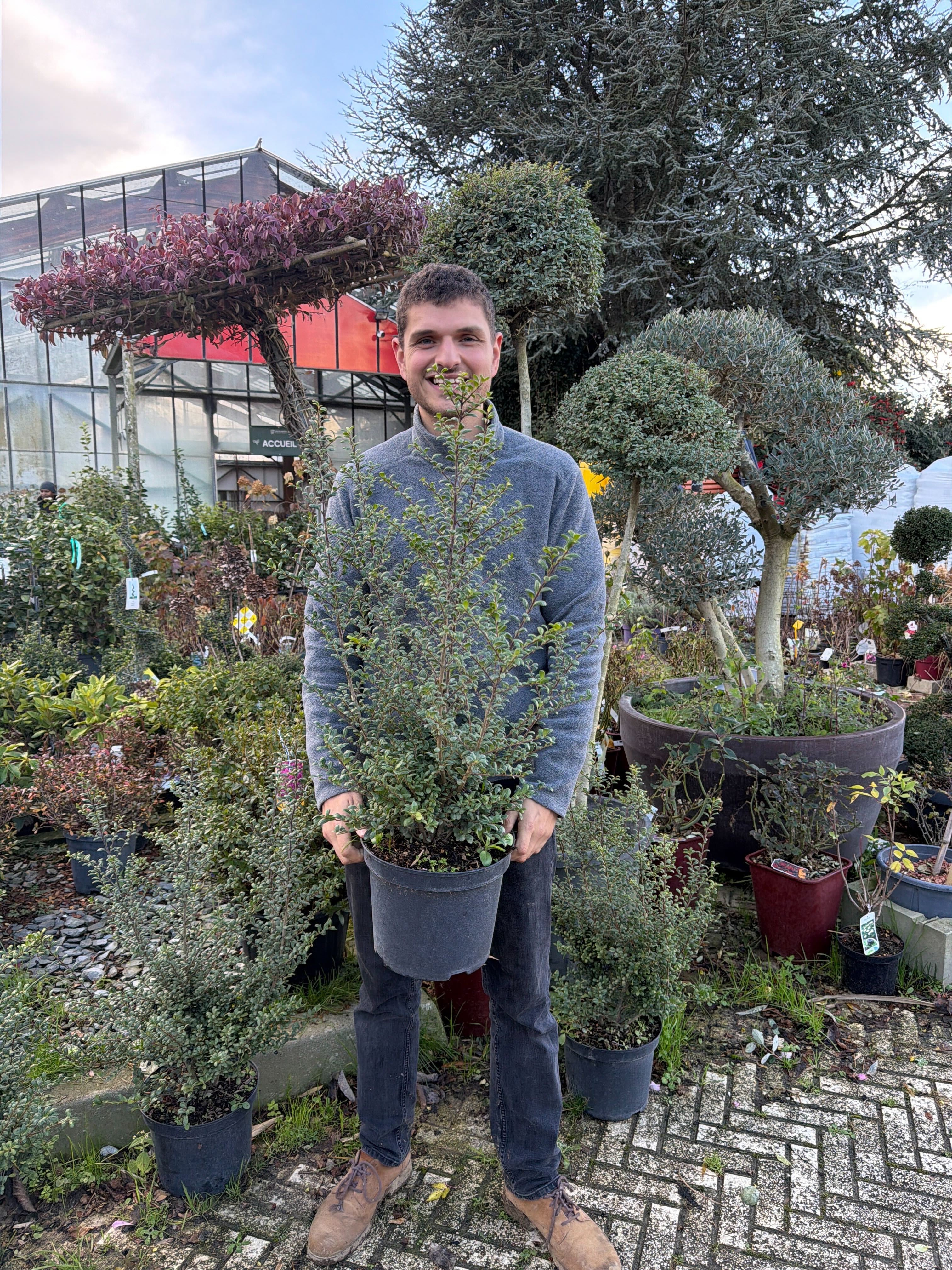 Houx Crénelé en touffe (Ilex Crenata) - Image 8