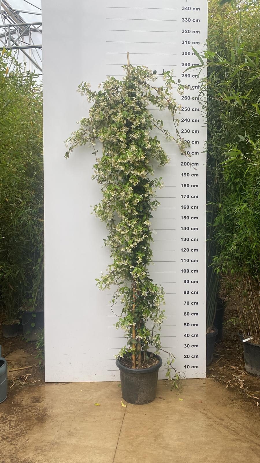 Jasmin Étoilé Grimpant (Trachelospermum Jasminoides) - Image 10