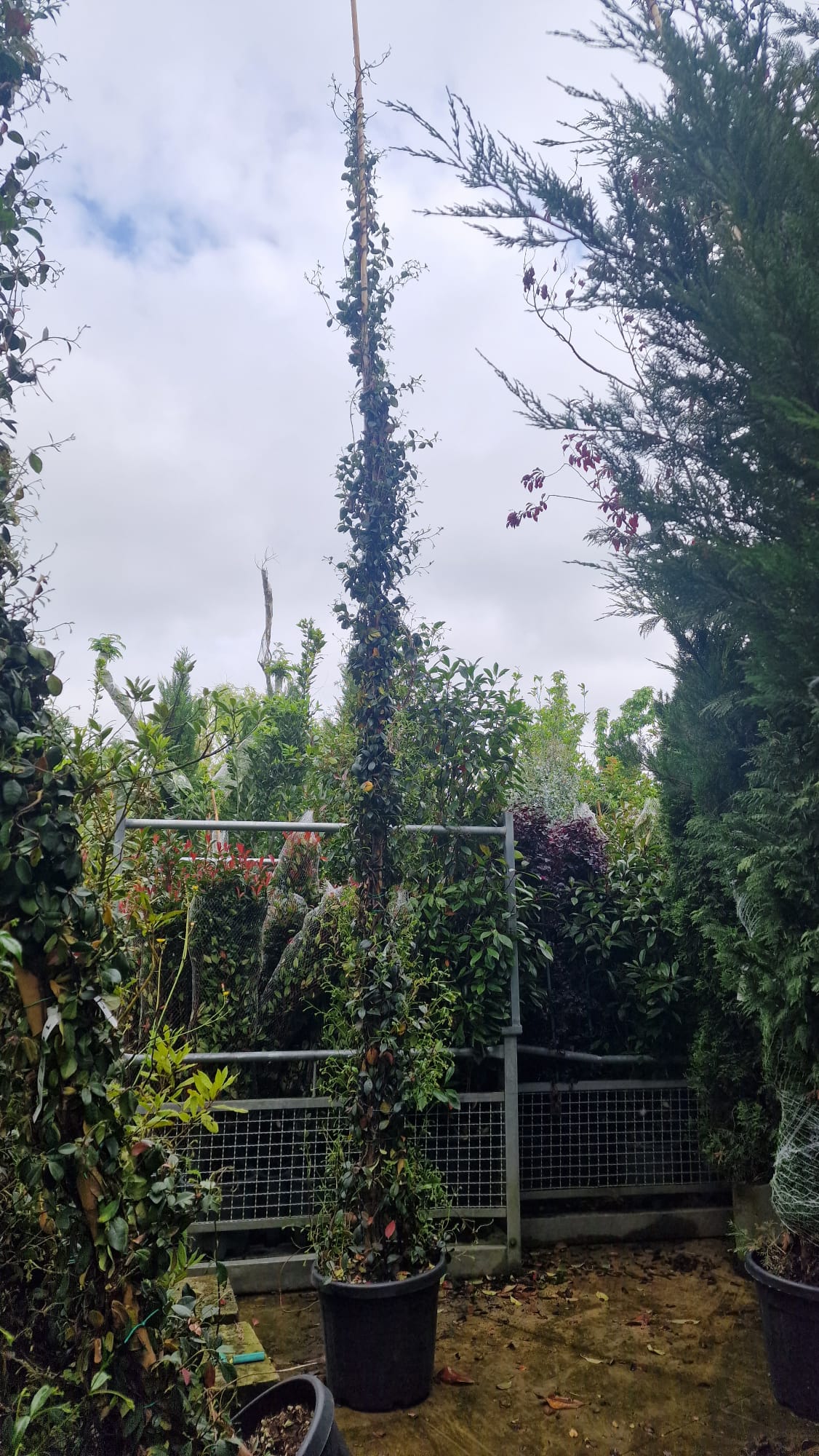 Jasmin Étoilé Grimpant (Trachelospermum Jasminoides) - Image 11