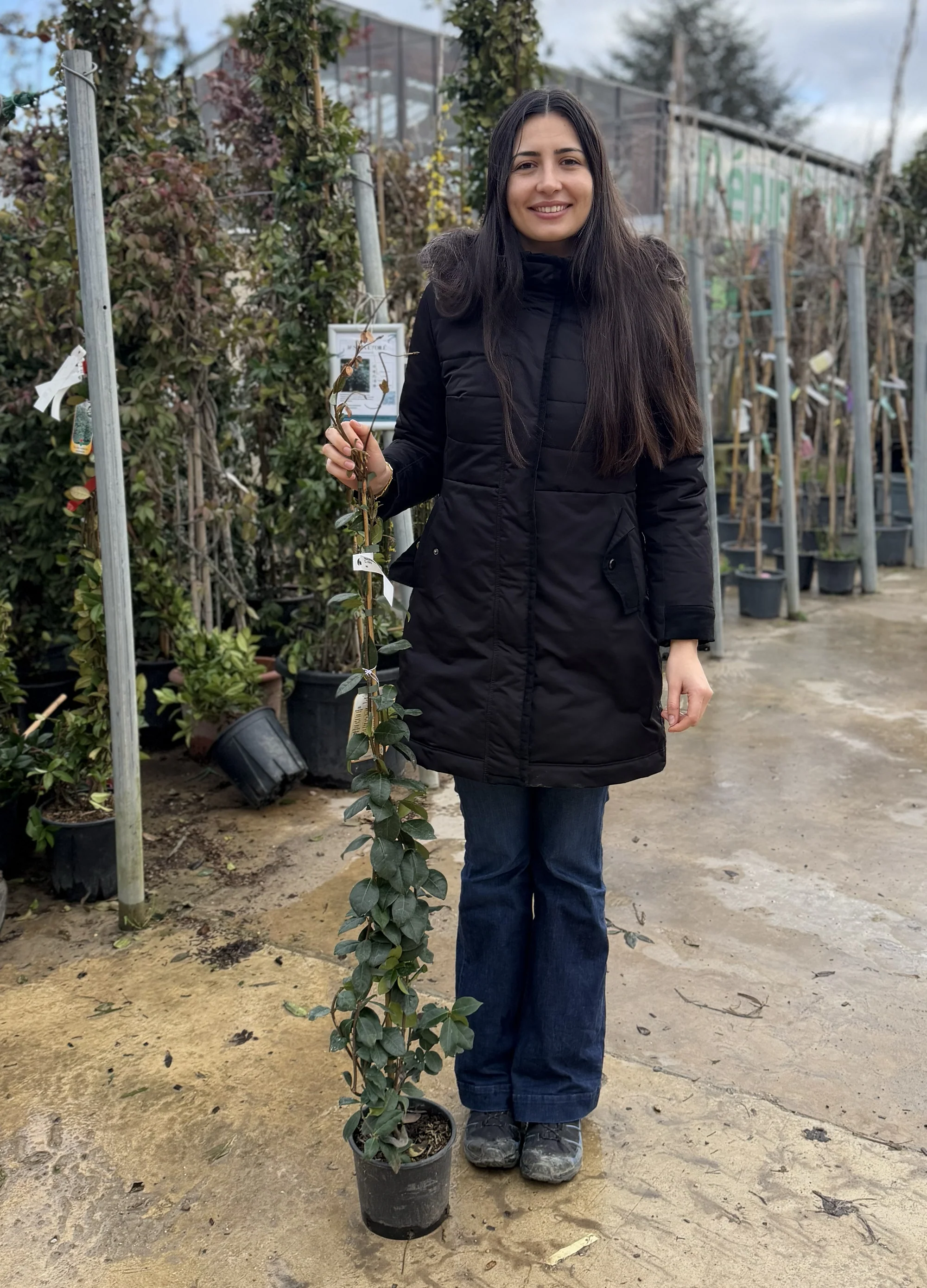 Jasmin Étoilé Grimpant (Trachelospermum Jasminoides) - Image 12