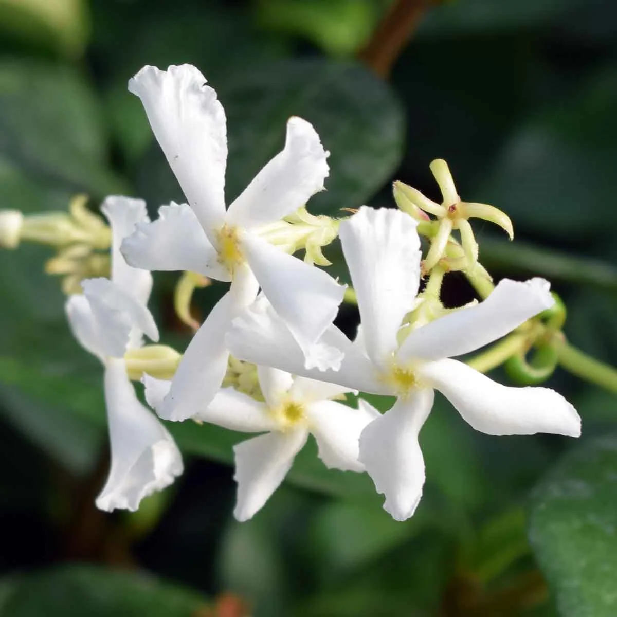 Jasmin Étoilé Grimpant (Trachelospermum Jasminoides) - Image 5