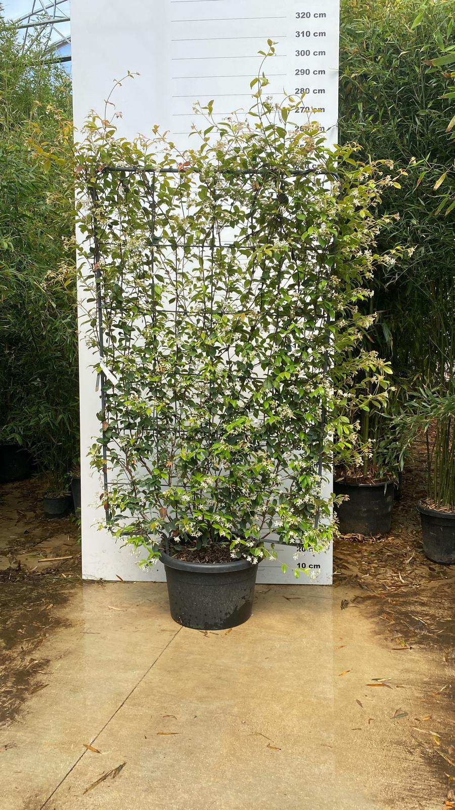 Jasmin Étoilé Grimpant (Trachelospermum Jasminoides) - Image 6
