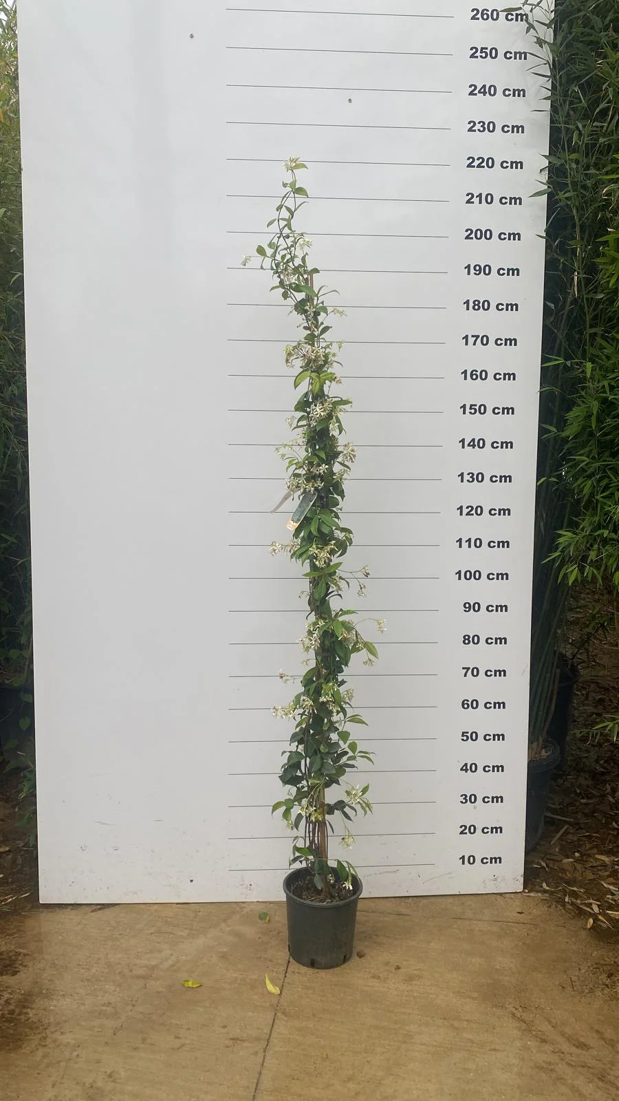 Jasmin Étoilé Grimpant (Trachelospermum Jasminoides) - Image 7