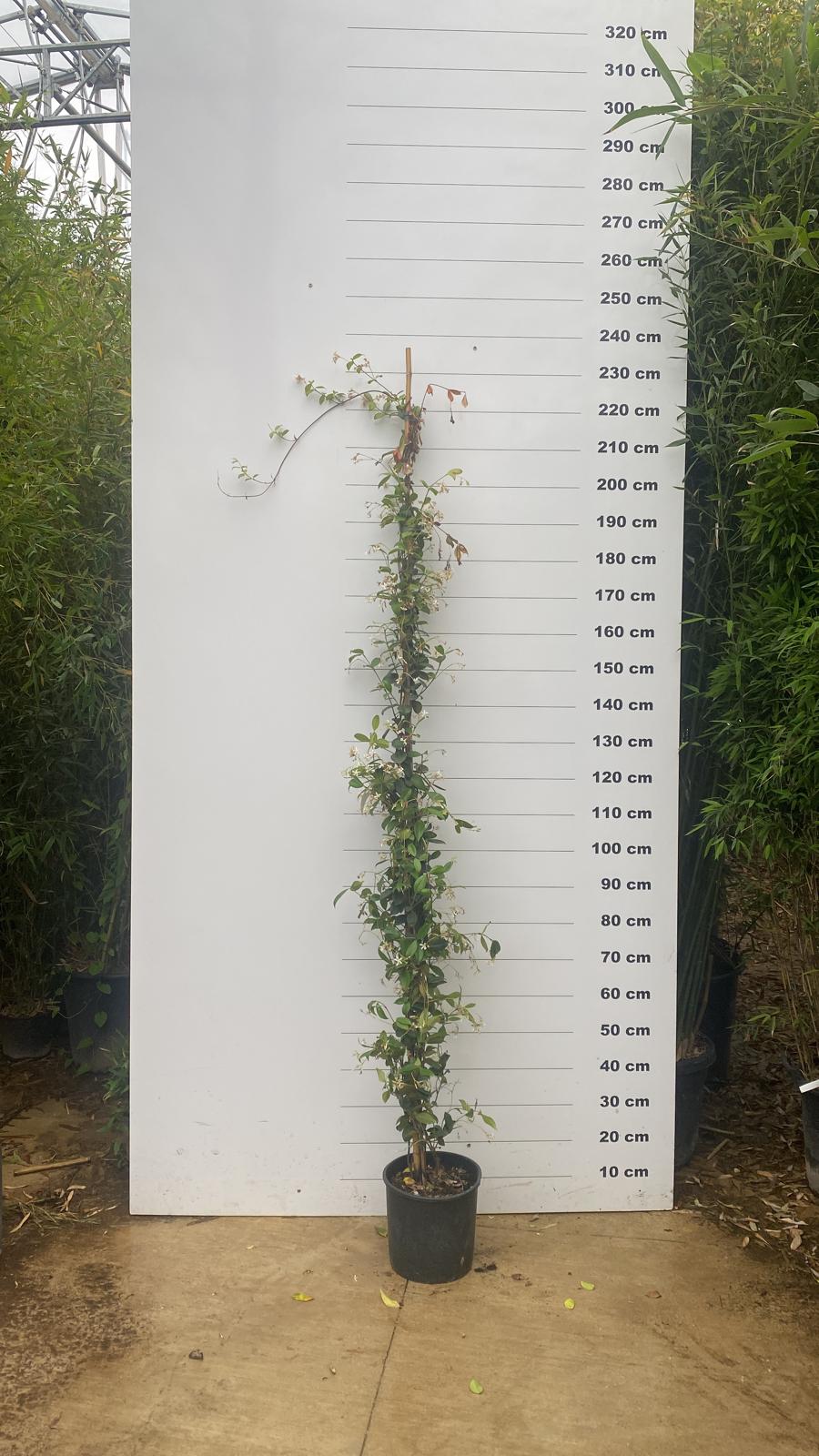 Jasmin Étoilé Grimpant (Trachelospermum Jasminoides) - Image 8