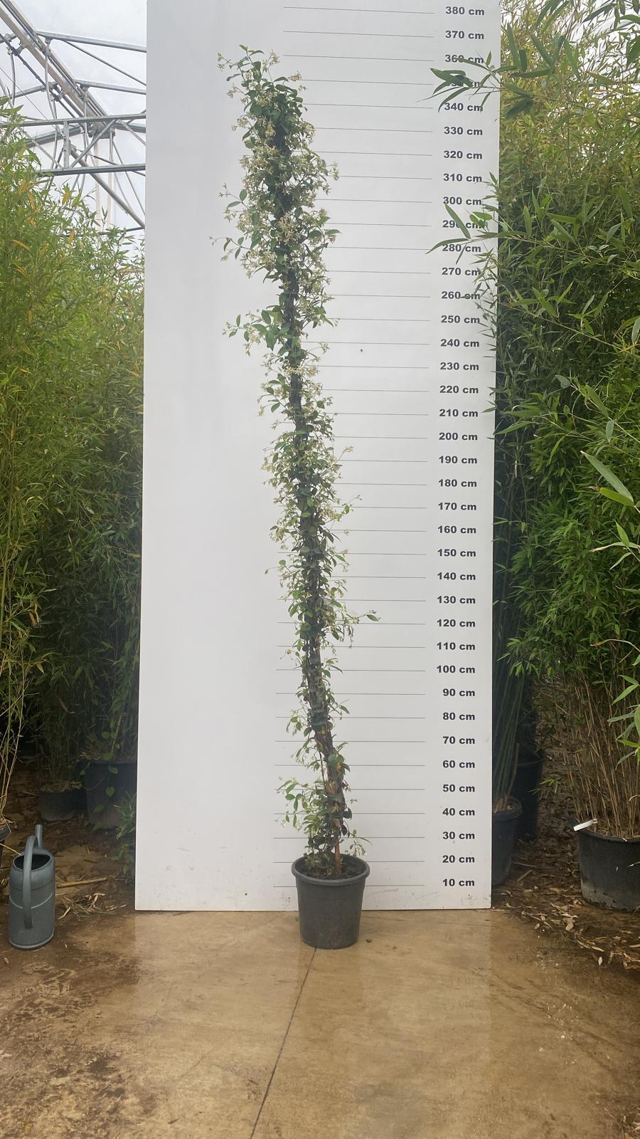 Jasmin Étoilé Grimpant (Trachelospermum Jasminoides) - Image 9