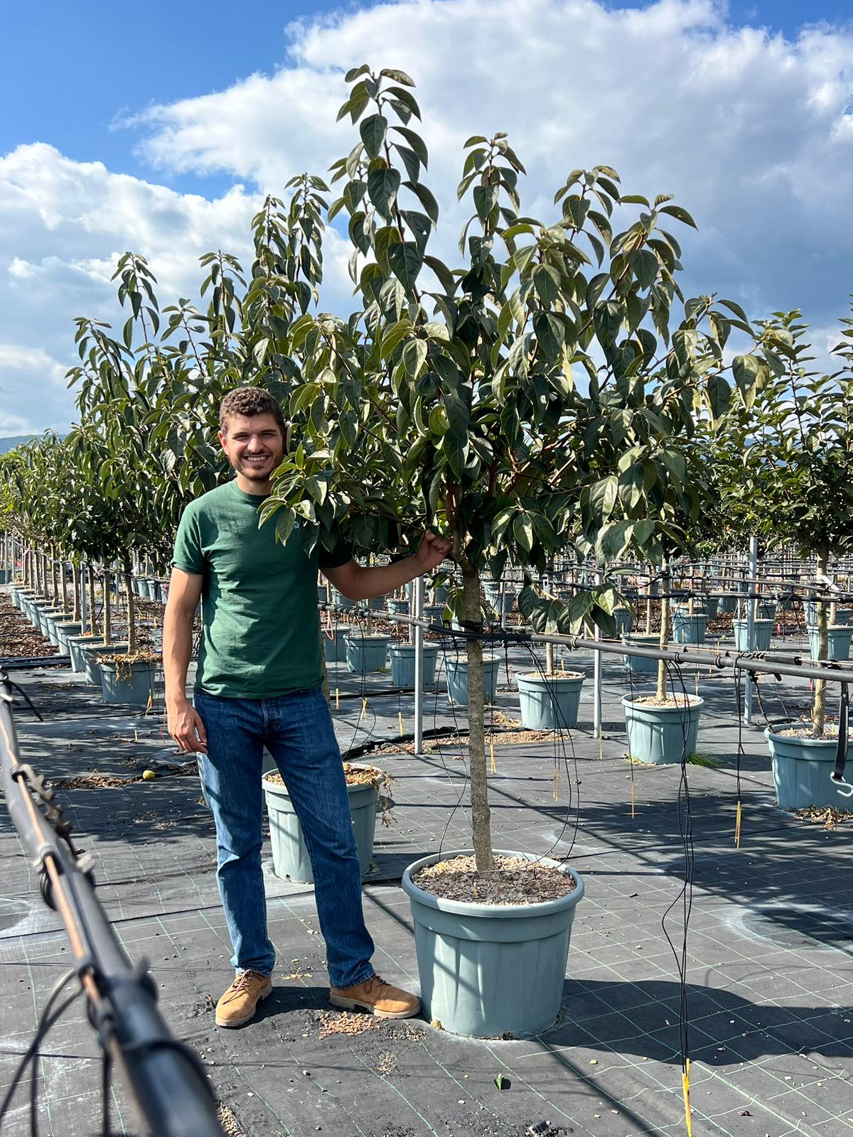 Diospyros Kaki (Plaqueminier) - Image 10