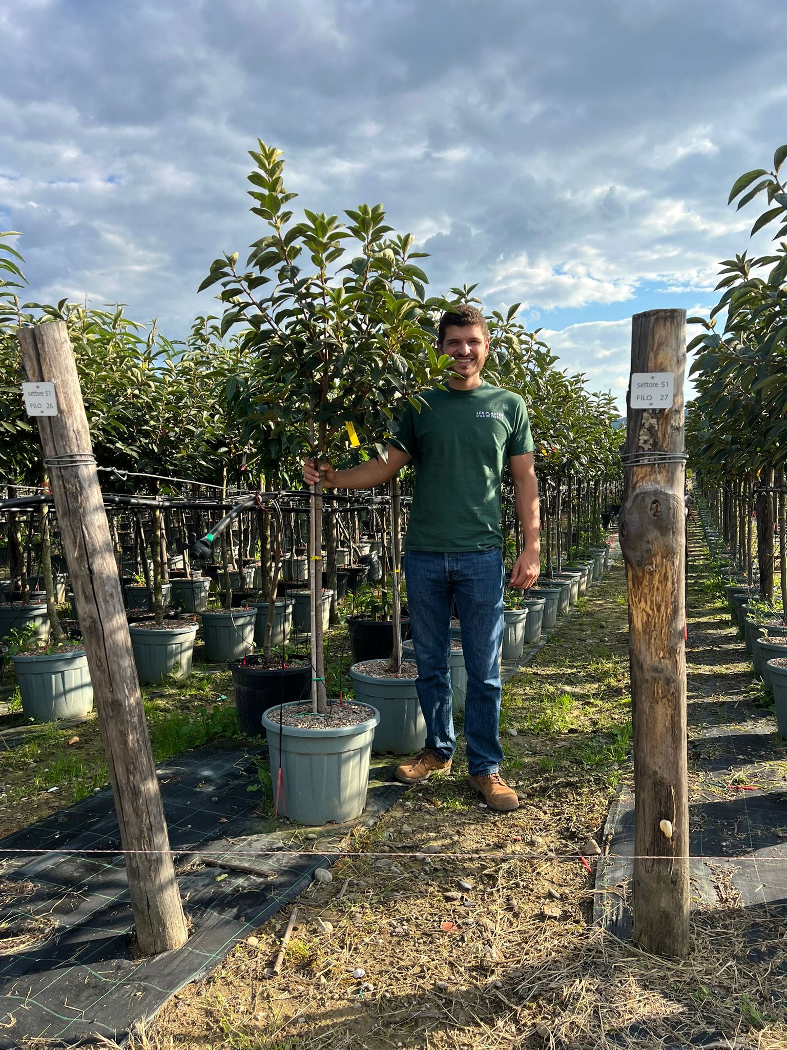 Diospyros Kaki (Plaqueminier) - Image 11