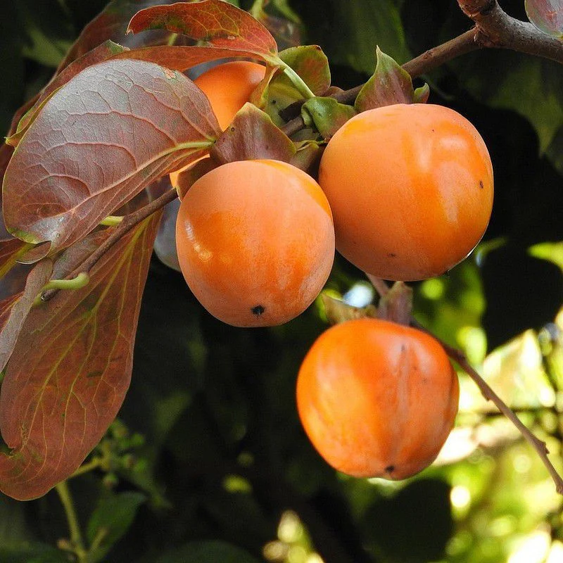 Diospyros Kaki (Plaqueminier) - Image 4