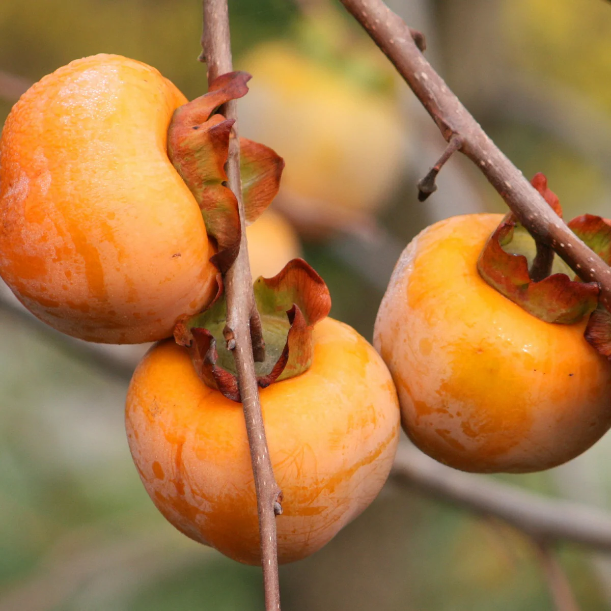 Diospyros Kaki (Plaqueminier) - Image 5