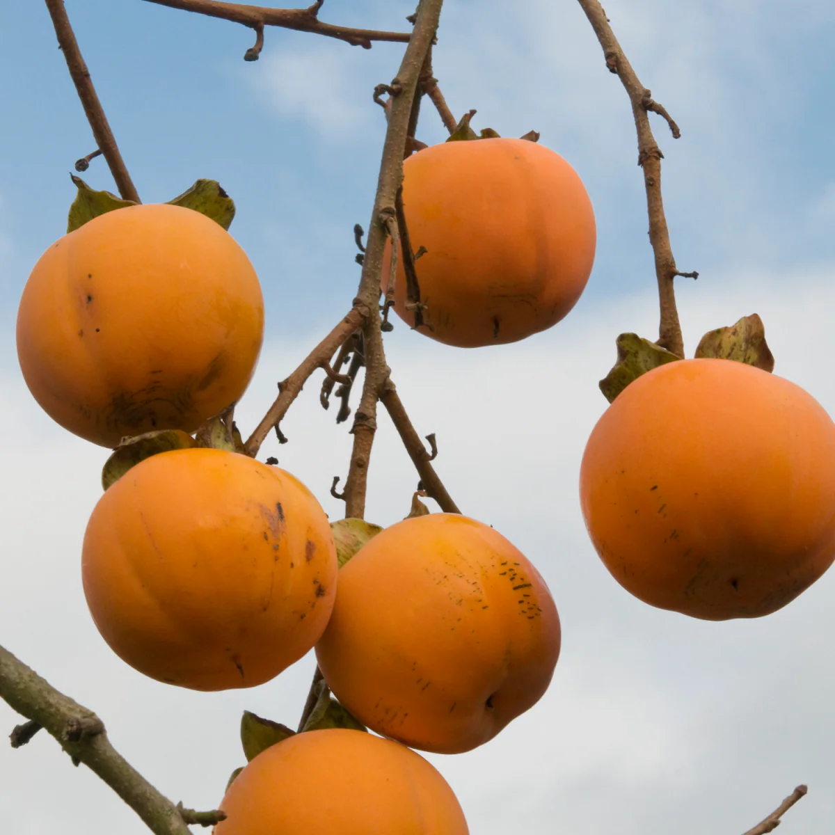 Diospyros Kaki (Plaqueminier) - Image 8