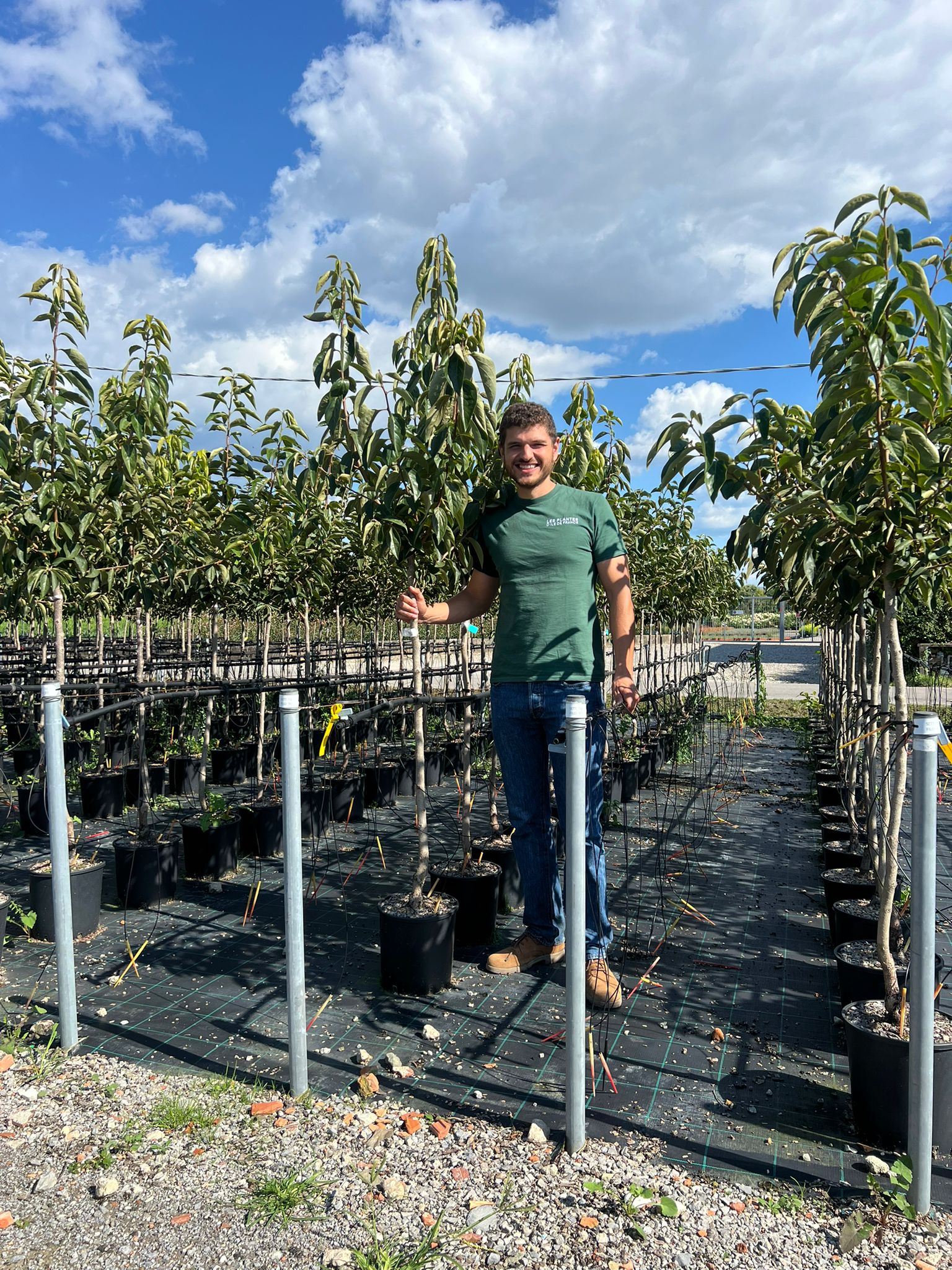 Diospyros Kaki (Plaqueminier) - Image 9