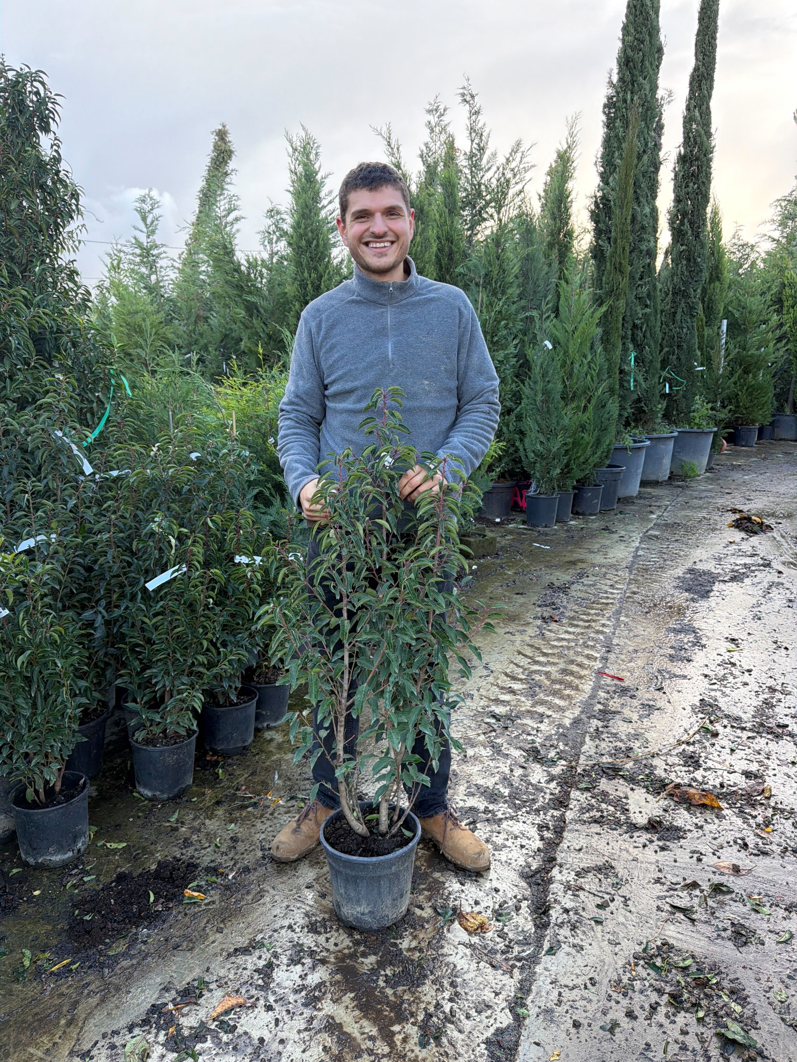 Laurier du Portugal - Image 10