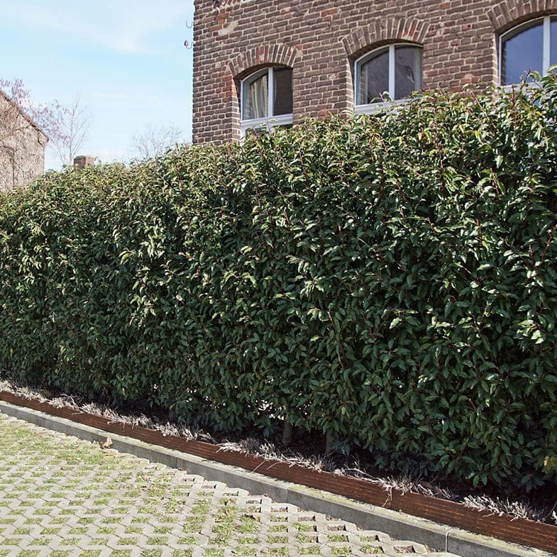 Laurier du Portugal - Image 3