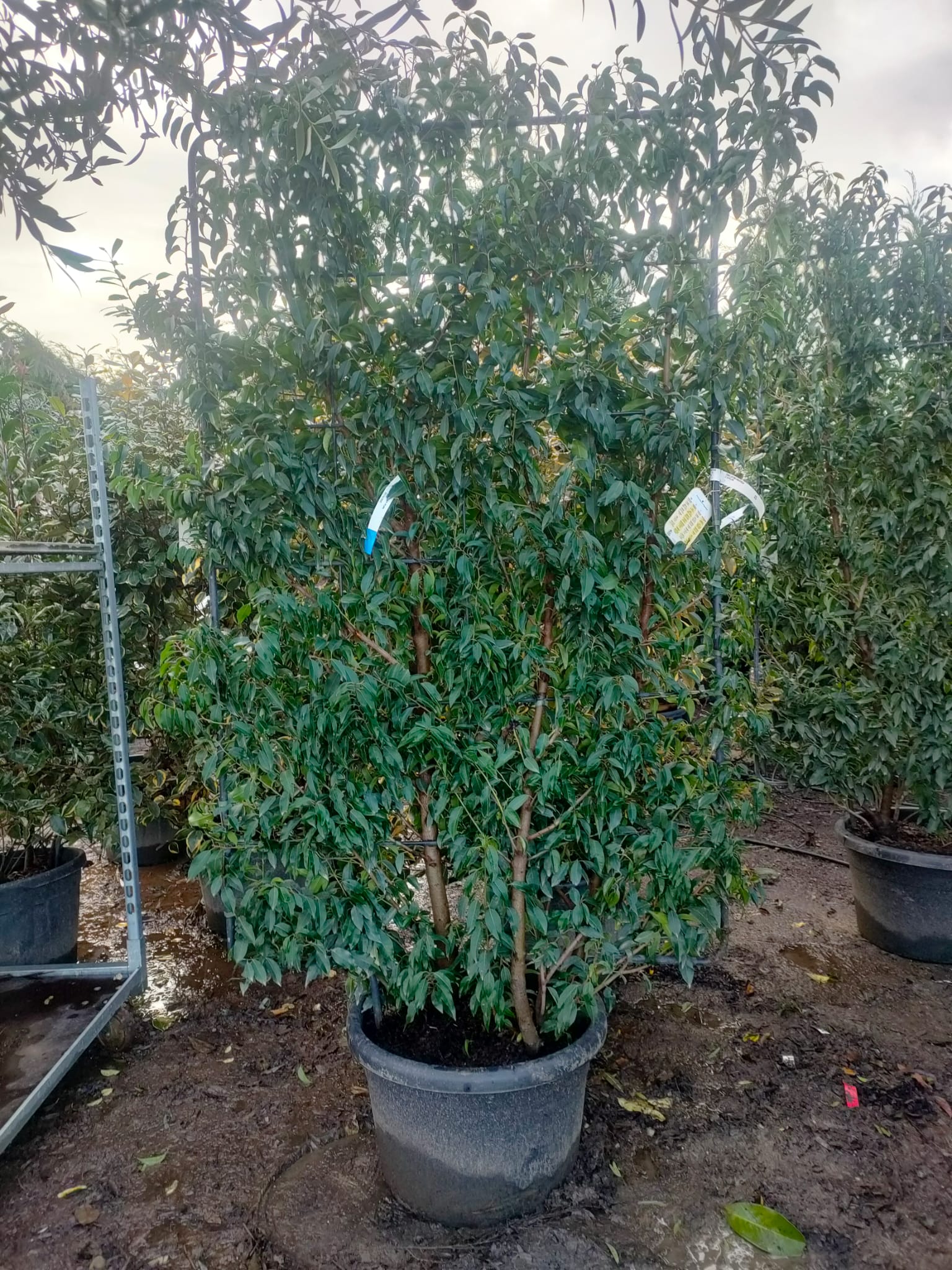 Laurier du Portugal - Image 4