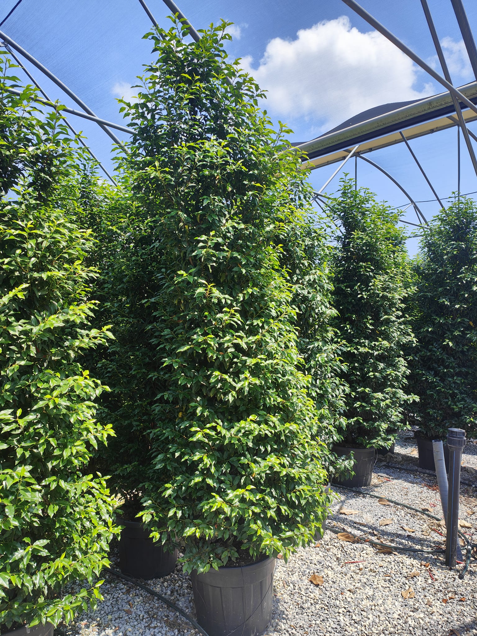 Laurier du Portugal - Image 5