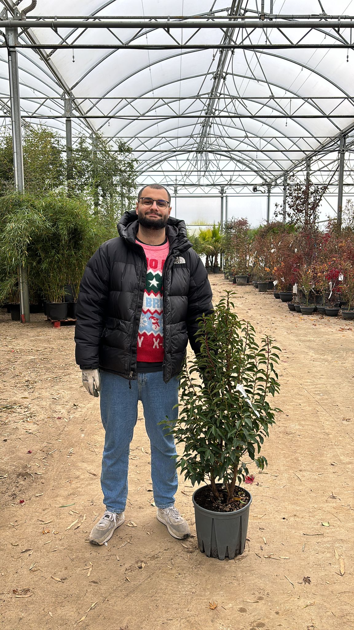 Laurier du Portugal - Image 6