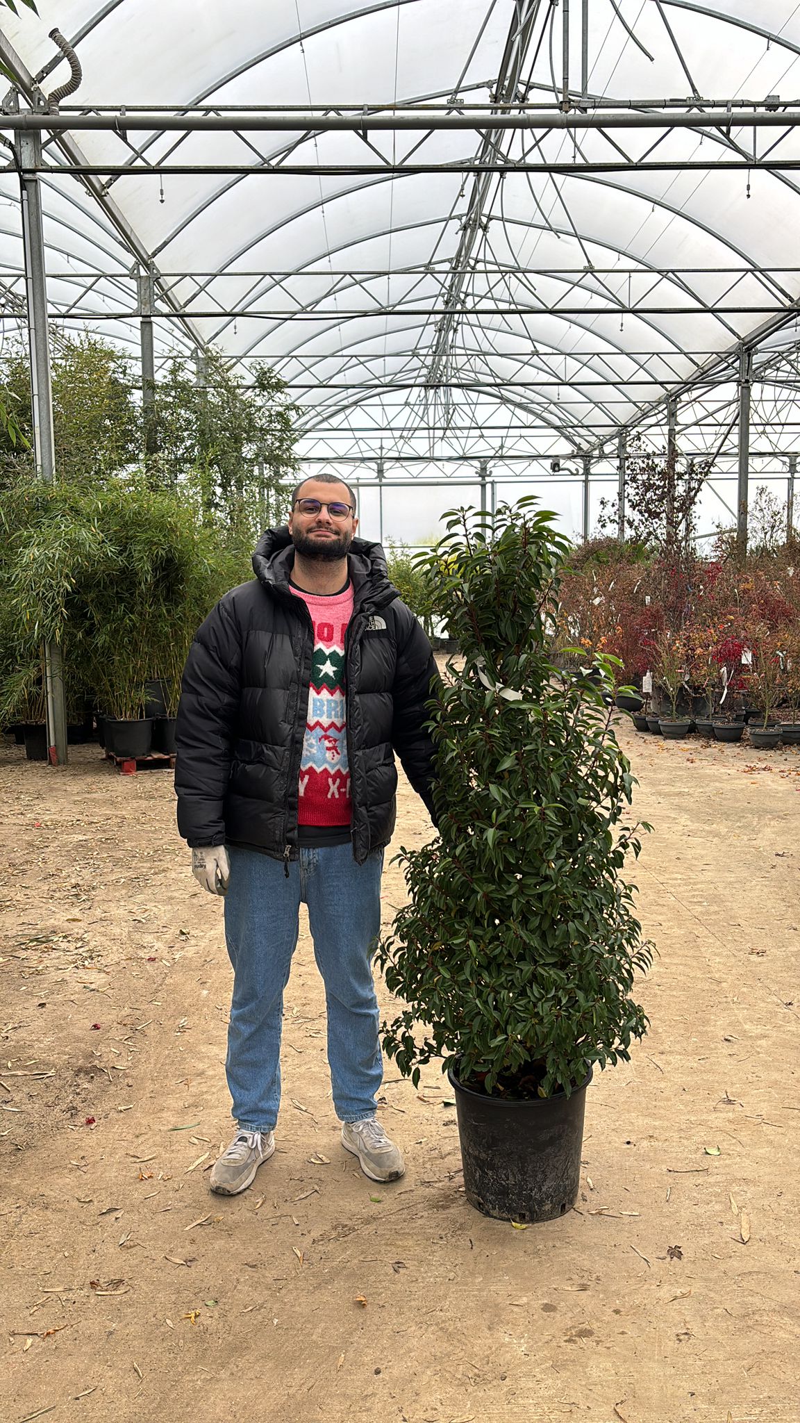 Laurier du Portugal - Image 7