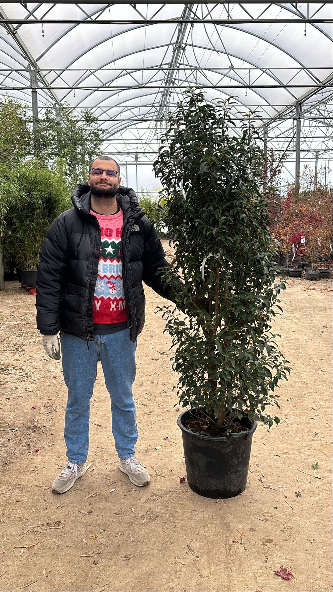 Laurier du Portugal - Image 8